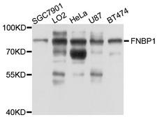 FNBP1 / FBP17 Antibody - Western blot analysis of extracts of various cell lines, using FNBP1 antibody at 1:1000 dilution. The secondary antibody used was an HRP Goat Anti-Rabbit IgG (H+L) at 1:10000 dilution. Lysates were loaded 25ug per lane and 3% nonfat dry milk in TBST was used for blocking. An ECL Kit was used for detection and the exposure time was 20s.