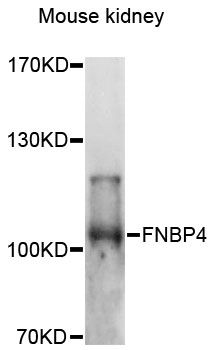 FNBP4 Antibody - Western blot analysis of extracts of mouse kidney, using FNBP4 antibody at 1:3000 dilution. The secondary antibody used was an HRP Goat Anti-Rabbit IgG (H+L) at 1:10000 dilution. Lysates were loaded 25ug per lane and 3% nonfat dry milk in TBST was used for blocking. An ECL Kit was used for detection and the exposure time was 90s.