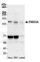 FNDC3A Antibody - Detection of human FNDC3A by western blot. Samples: Whole cell lysate (50 µg) from HeLa, HEK293T, and Jurkat cells prepared using NETN lysis buffer. Antibody: Affinity purified rabbit anti-FNDC3A antibody used for WB at 0.1 µg/ml. Detection: Chemiluminescence with an exposure time of 30 seconds.