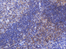 FNDC4 Antibody - IHC of paraffin-embedded Human tonsil using anti-FNDC4 mouse monoclonal antibody.