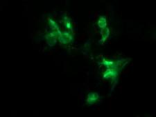 FNDC4 Antibody - Anti-FNDC4 mouse monoclonal antibody immunofluorescent staining of COS7 cells transiently transfected by pCMV6-ENTRY FNDC4.