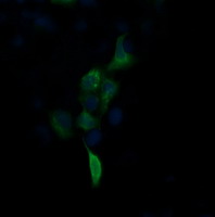 FNDC4 Antibody - Anti-FNDC4 mouse monoclonal antibody immunofluorescent staining of COS7 cells transiently transfected by pCMV6-ENTRY FNDC4.