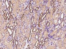 FNDC4 Antibody - Immunochemical staining of human FNDC4 in human kidney with rabbit polyclonal antibody at 1:200 dilution, formalin-fixed paraffin embedded sections.