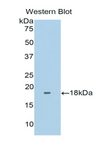 FNDC5 / Irisin Antibody - Western blot of recombinant FNDC5.  This image was taken for the unconjugated form of this product. Other forms have not been tested.