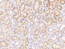 FNDC5 / Irisin Antibody - Immunochemical staining FNDC5 in human kidney with rabbit polyclonal antibody at 1:1000 dilution, formalin-fixed paraffin embedded sections.