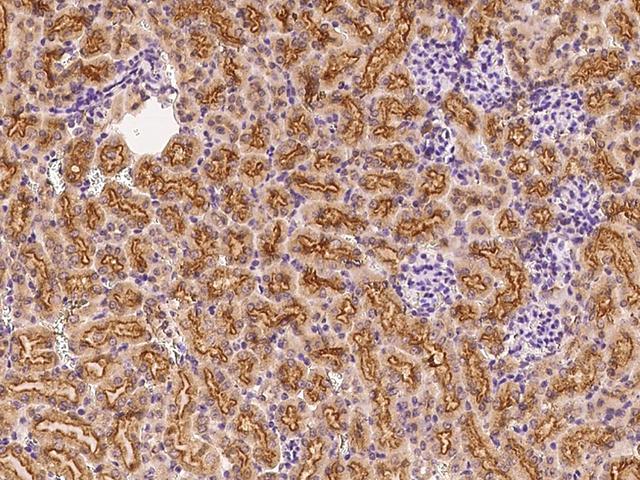 FNDC5 / Irisin Antibody - Immunochemical staining FNDC5 in mouse kidney with rabbit polyclonal antibody at 1:1000 dilution, formalin-fixed paraffin embedded sections.
