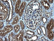 FNDC8 Antibody - IHC of paraffin-embedded Human Kidney tissue using anti-FNDC8 mouse monoclonal antibody. (Heat-induced epitope retrieval by 1 mM EDTA in 10mM Tris, pH8.5, 120°C for 3min).