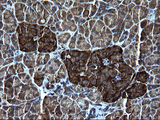 FNDC8 Antibody - IHC of paraffin-embedded Human pancreas tissue using anti-FNDC8 mouse monoclonal antibody. (Heat-induced epitope retrieval by 1 mM EDTA in 10mM Tris, pH8.5, 120°C for 3min).