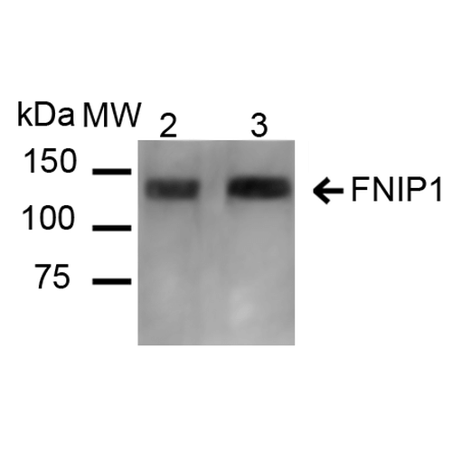 FNIP1 Antibody - Western blot analysis of Mouse, Rat Kidney showing detection of ~131 kDa FNIP1 protein using Rabbit Anti-FNIP1 Polyclonal Antibody. Lane 1: Molecular Weight Ladder (MW). Lane 2: Mouse Kidney cell lysates. Lane 3: Rat Kidney cell lysates. Load: 20 µg. Block: 5% Skim Milk in 1X TBST. Primary Antibody: Rabbit Anti-FNIP1 Polyclonal Antibody  at 1:1000 for 16 hours at 4°C. Secondary Antibody: Goat Anti-Rabbit IgG: HRP at 1:2000 for 60 min at RT. Color Development: ECL solution for 6 min at RT. Predicted/Observed Size: ~131 kDa.