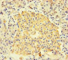 FNIP1 Antibody - Immunohistochemistry of paraffin-embedded human pancreatic tissue at dilution of 1:100