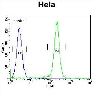FNIP2 Antibody - FNIP2 Antibody flow cytometry of HeLa cells (right histogram) compared to a negative control cell (left histogram). FITC-conjugated goat-anti-rabbit secondary antibodies were used for the analysis.
