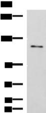 FNIP2 Antibody - Western blot analysis of LO2 cell lysate  using FNIP2 Polyclonal Antibody at dilution of 1:1000