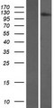 FNIP2 Protein - Western validation with an anti-DDK antibody * L: Control HEK293 lysate R: Over-expression lysate