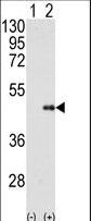FNTB Antibody - Western blot of FNTB (arrow) using FNTB Antibody. 293 cell lysates (2 ug/lane) either nontransfected (Lane 1) or transiently transfected with the FNTB gene (Lane 2) (Origene Technologies).