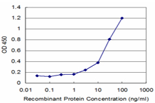 FNTB Antibody - Detection limit for recombinant GST tagged FNTB is approximately 3 ng/ml as a capture antibody.