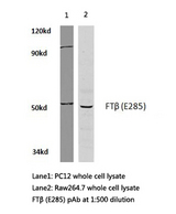 FNTB Antibody - Western blot of FT (E285) pAb in extracts from pc12 and raw264.7 cells.