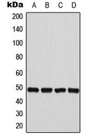 FNTB Antibody - Western blot analysis of FNTB expression in K562 (A); A431 (B); Raw264.7 (C); PC12 (D) whole cell lysates.
