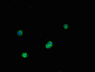 FNTB Antibody - Immunofluorescent analysis of HepG2 cells using FNTB Antibody at dilution of 1:100 and Alexa Fluor 488-congugated AffiniPure Goat Anti-Rabbit IgG(H+L)