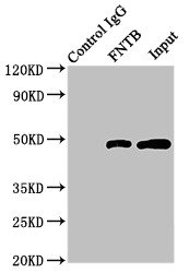 FNTB Antibody - Immunoprecipitating FNTB in HepG2 whole cell lysate Lane 1: Rabbit monoclonal IgG (1µg) instead of FNTB Antibody in HepG2 whole cell lysate.For western blotting, a HRP-conjugated Protein G antibody was used as the secondary antibody (1/2000) Lane 2: FNTB Antibody (8µg) + HepG2 whole cell lysate (500µg) Lane 3: HepG2 whole cell lysate (10µg)