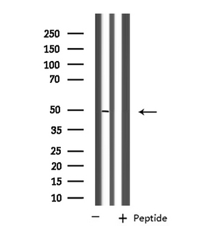 FNTB Antibody - Western blot analysis of extracts of 3T3 cells using FNTB antibody.