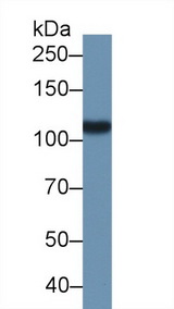 FOLH1 / PSMA Antibody - Western Blot; Sample: Porcine Kidney lysate; Primary Ab: 1µg/ml Rabbit Anti-Porcine GCPII Antibody Second Ab: 0.2µg/mL HRP-Linked Caprine Anti-Rabbit IgG Polyclonal Antibody