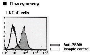 FOLH1 / PSMA Antibody -  This image was taken for the unconjugated form of this product. Other forms have not been tested.