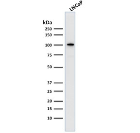 FOLH1 / PSMA Antibody - Western blot testing of human LNCaP cell lysate with FOLH1 antibody. Predicted molecular weight ~100 kDa.