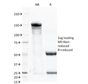 FOLH1 / PSMA Antibody - SDS-PAGE analysis of purified, BSA-free FOLH1 antibody as confirmation of integrity and purity.