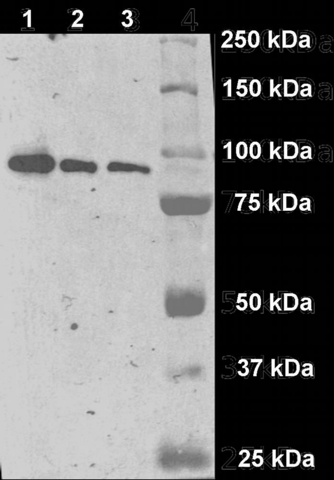 FOLH1 / PSMA Antibody - Immunostaining of a fragment of human GCPII (aminoacids 44-750) produced in S2 cells on Western blot by GCP-04 monoclonal antibody. Lanes 1, 2, 3 represent 800, 400 and 200 pg of the protein.