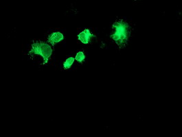 FOLH1 / PSMA Antibody - Anti-FOLH1 mouse monoclonal antibody immunofluorescent staining of COS7 cells transiently transfected by pCMV6-ENTRY FOLH1.