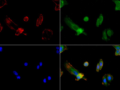 FOLH1 / PSMA Antibody - Immunofluorescent staining of PC-12 cells using FOLH1 mouse monoclonal antibody  green). Actin filaments were labeled with TRITC-phalloidin. (red), and nuclear with DAPI. (blue). The three-color overlay image is located at the bottom-right corner.