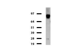 FOLH1 / PSMA Antibody - Western blot of cell lysates. (35ug) from MDCK. Diluation: 1:500