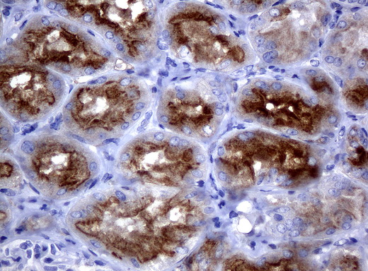 FOLH1 / PSMA Antibody - Immunohistochemical staining of paraffin-embedded Kidney tissue using anti-FOLH1mouse monoclonal antibody. (Clone UMAB25, dilution 1:100; heat-induced epitope retrieval by 10mM citric buffer, pH6.0, 120C for 3min)