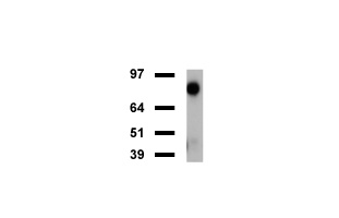 FOLH1 / PSMA Antibody - Western blot of mouse tissue lysates. (20ug) from Brain. Diluation: 1:500.