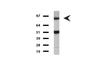 FOLH1 / PSMA Antibody - Western blot of cell lysates. (35ug) from MDCK. Diluation: 1:500