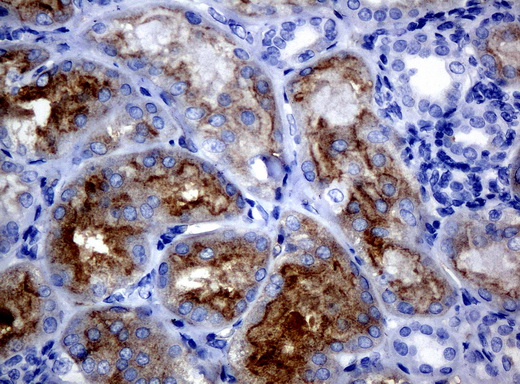 FOLH1 / PSMA Antibody - Immunohistochemical staining of paraffin-embedded Kidney tissue using anti-FOLH1mouse monoclonal antibody. (Clone UMAB26, dilution 1:100; heat-induced epitope retrieval by 10mM citric buffer, pH6.0, 120C for 3min)