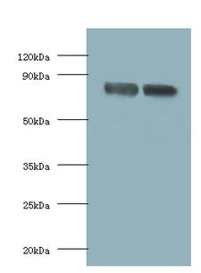 FOLH1 / PSMA Antibody - Western blot of Glutamate carboxypeptidase 2 antibody at 2 ug/ml lane 1: U251 whole cell lysate lane 2: PC-3 whole cell lysate Secondary: Goat polyclonal to Rabbit IgG at 1:10000 dilution.  This image was taken for the unconjugated form of this product. Other forms have not been tested.
