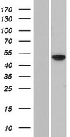 FOLH1B Protein - Western validation with an anti-DDK antibody * L: Control HEK293 lysate R: Over-expression lysate