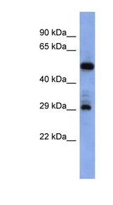 FOLR1 / Folate Receptor Alpha Antibody - FOLR1 antibody Western blot of PANC1 cell lysate. This image was taken for the unconjugated form of this product. Other forms have not been tested.