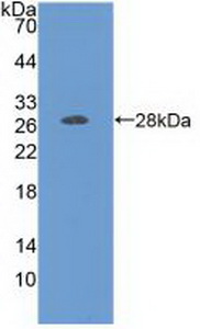 FOLR1 / Folate Receptor Alpha Antibody - Western Blot; Sample: Recombinant FOLR1, Human.