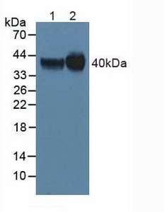 FOLR1 / Folate Receptor Alpha Antibody - Western Blot; Lane1: Human Hela Cells ; Lane2: Human Mcf7 Cells.
