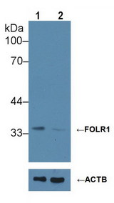 FOLR1 / Folate Receptor Alpha Antibody - Knockout Varification: Lane 1: Wild-type Hela cell lysate; Lane 2: FOLR1 knockout Hela cell lysate; Predicted MW: 30kDa ; Observed MW: 35kDa; Primary Ab: 1µg/ml Rabbit Anti-Human FOLR1 Ab; Second Ab: 0.2µg/mL HRP-Linked Caprine Anti-Rabbit IgG Polyclonal Antibody;