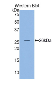 FOLR1 / Folate Receptor Alpha Antibody - Western blot of recombinant FOLR1 / Folate Receptor Alpha.  This image was taken for the unconjugated form of this product. Other forms have not been tested.
