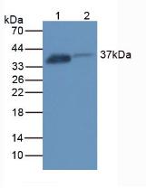 FOLR1 / Folate Receptor Alpha Antibody - Western Blot; Sample. Lane1: Rat Kidney Tissue; Lane2: Rat Placenta Tissue.
