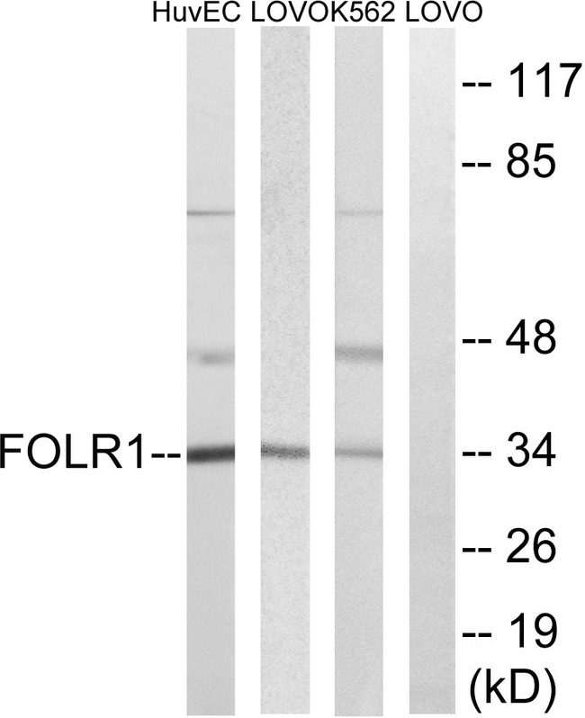 FOLR1 / Folate Receptor Alpha Antibody - Western blot analysis of lysates from K562, LOVO, and HUVEC cells, using FOLR1 Antibody. The lane on the right is blocked with the synthesized peptide.