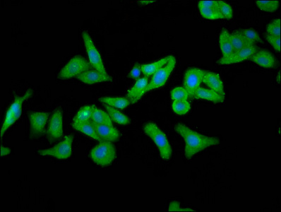 FOLR1 / Folate Receptor Alpha Antibody - Immunofluorescence staining of HepG2 cells diluted at 1:266, counter-stained with DAPI. The cells were fixed in 4% formaldehyde, permeabilized using 0.2% Triton X-100 and blocked in 10% normal Goat Serum. The cells were then incubated with the antibody overnight at 4°C.The Secondary antibody was Alexa Fluor 488-congugated AffiniPure Goat Anti-Rabbit IgG (H+L).