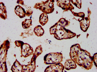 FOLR1 / Folate Receptor Alpha Antibody - Immunohistochemistry Dilution at 1:800 and staining in paraffin-embedded human placenta tissue performed on a Leica BondTM system. After dewaxing and hydration, antigen retrieval was mediated by high pressure in a citrate buffer (pH 6.0). Section was blocked with 10% normal Goat serum 30min at RT. Then primary antibody (1% BSA) was incubated at 4°C overnight. The primary is detected by a biotinylated Secondary antibody and visualized using an HRP conjugated SP system.