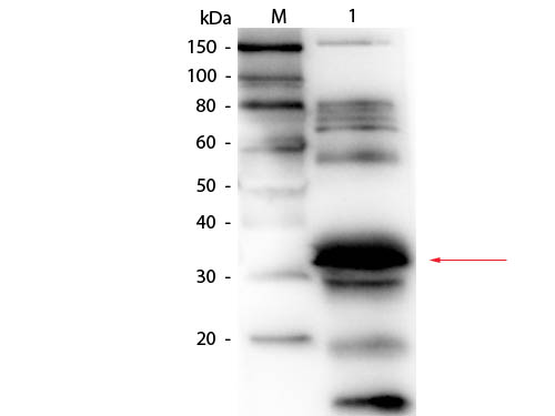 FOLR1 / Folate Receptor Alpha Antibody - Western Blot of Goat anti-Folate Binding Protein (Bovine Milk) Antibody Biotin Conjugated. Lane 1: Blotto. Load: 50.0 ug per lane. Primary antibody: Goat anti-Folate Binding Protein (Bovine Milk) Antibody Biotin Conjugated at 1:1,000 overnight at 4°C. Secondary antibody: HRP Streptavidin secondary antibody at 1:40,000 for 30 min at RT. Block: MB-070 for 30 minutes at RT. Predicted/Observed size: 28 kDa, 30 kDa for Folate Binding Protein. Migrates slightly higher. Other band(s): non-specific proteins in Blotto.