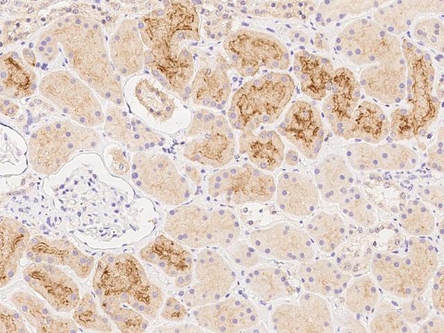 FOLR1 / Folate Receptor Alpha Antibody - Immunochemical staining of human FOLR1 in human kidney with rabbit polyclonal antibody at 1:1000 dilution, formalin-fixed paraffin embedded sections.