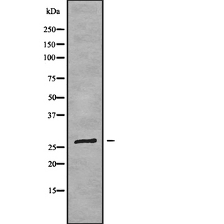 FOLR3 Antibody - Western blot analysis FOLR3 using RAW264.7 whole cells lysates